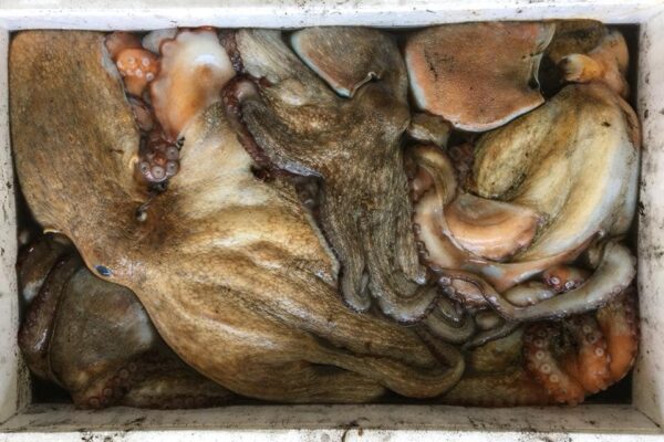 48320021_1617717074995612_7472391415910105088_n